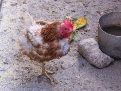 Penyakit Snot Ayam di Purwokerto Barat, Banyumas