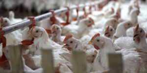 Ayam Broiler Cepat Panen di Alian, Kebumen Unggul