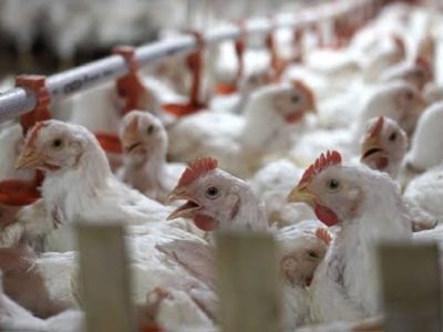 Ayam Broiler Cepat Panen di Alian, Kebumen