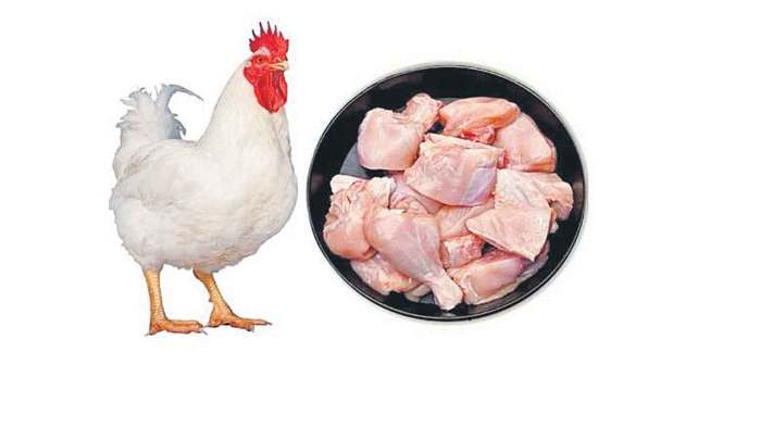 Harga Ayam Hari Ini di Karanglewas, Banyumas