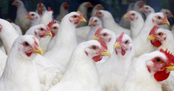 Ayam Broiler Sakit di Kuwarasan, Kebumen