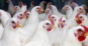 Ayam Broiler Sakit di Kuwarasan, Kebumen Perlu Diwaspadai