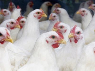 Ayam Broiler Sakit di Kuwarasan, Kebumen