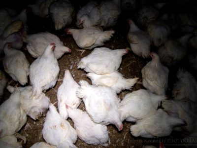 Ayam Broiler Mati di Sruweng, Kebumen
