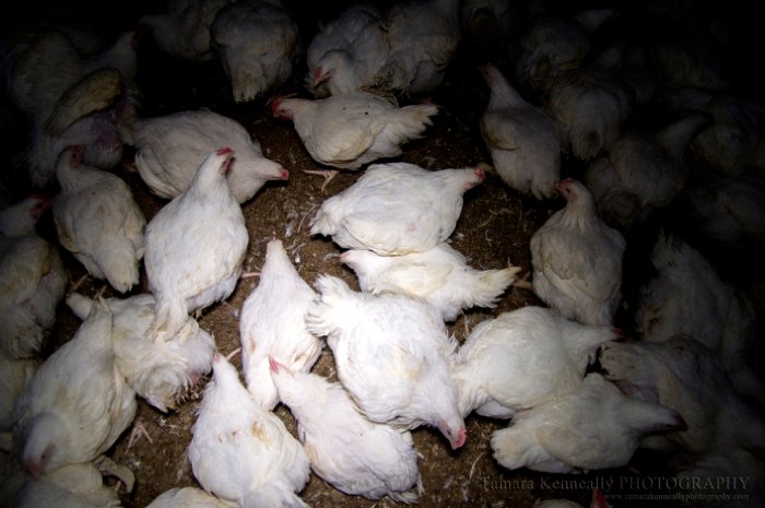 Ayam Broiler Mati di Sruweng, Kebumen
