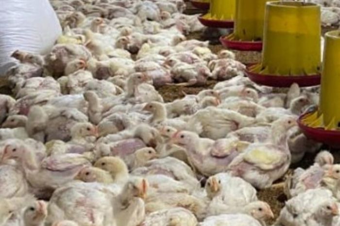 Ayam Broiler Cepat Panen di Karanglewas, Banyumas