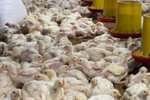 Ayam Broiler Cepat Panen di Karanglewas, Banyumas
