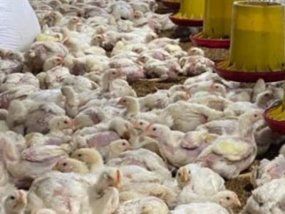 Ayam Broiler Cepat Panen di Karanglewas, Banyumas