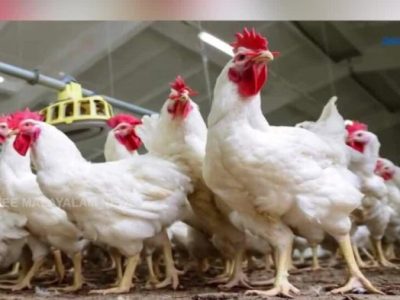 Harga Ayam Broiler di Banyumas, Kabupaten Banyumas