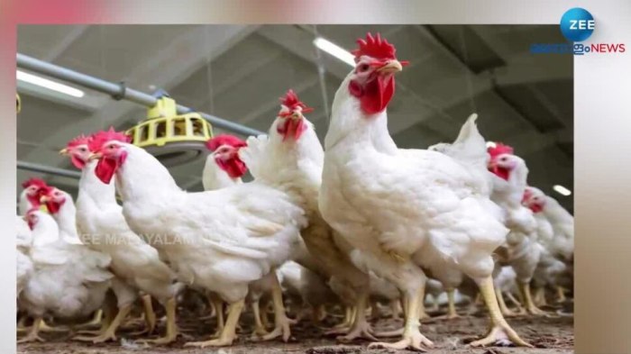 Harga Ayam Broiler di Banyumas, Kabupaten Banyumas