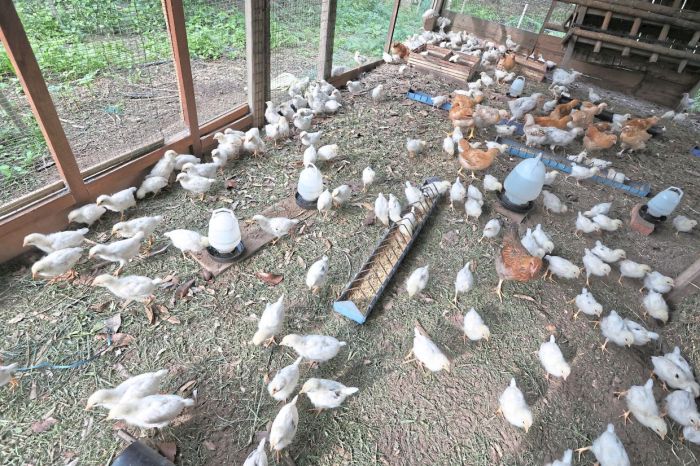 Ayam Petelur Tidak Produksi di Baturaden, Banyumas