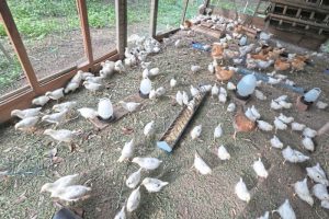 Ayam Petelur Tidak Produksi di Baturaden, Banyumas