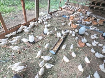 Ayam Petelur Tidak Produksi di Baturaden, Banyumas