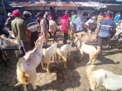 Ayam Cacingan di Kedung Banteng, Banyumas