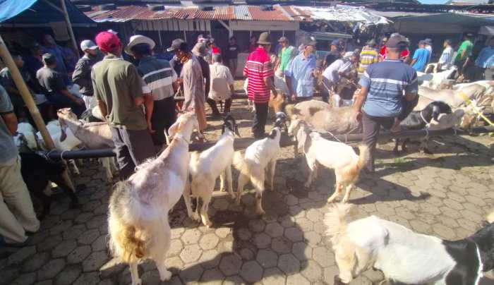 Ayam Cacingan di Kedung Banteng, Banyumas