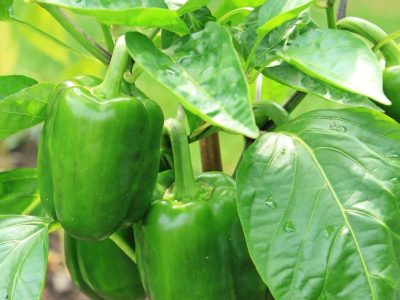 Grup Peternak Broiler di Sempor, Kebumen