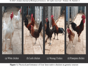 Ayam Kampung Cepat Besar di Kuwarasan, Kebumen Terbaik