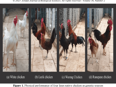 Ayam Kampung Cepat Besar di Kuwarasan, Kebumen