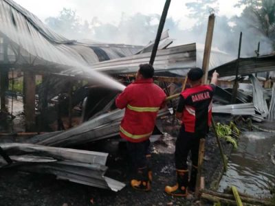 Ayam Mati Mendadak di Karanglewas, Banyumas