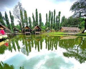 Ayam Berak Putih di Butuh, Purworejo Mengguncang Peternakan