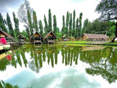 Ayam Berak Putih di Butuh, Purworejo