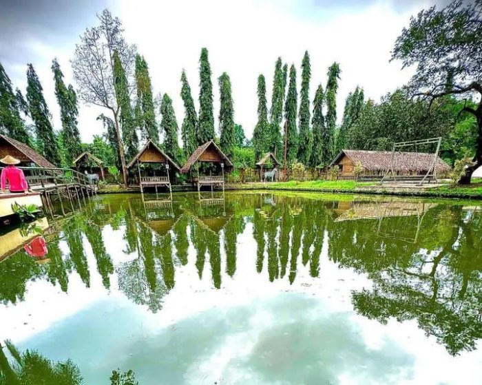 Ayam Berak Putih di Butuh, Purworejo