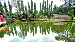 Ayam Berak Putih di Purworejo, Kabupaten Purworejo Terungkap
