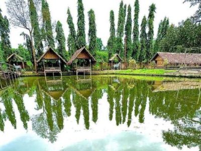 Ayam Berak Putih di Purworejo, Kabupaten Purworejo