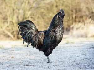 Ayam Termahal di Kutowinangun, Kebumen yang Menggoda Selera