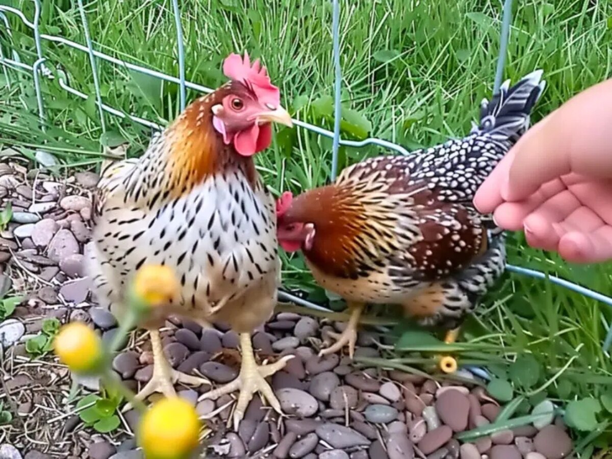 Ayam Termahal di Pakuncen, Banyumas