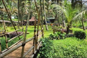 Komunitas Ayam Kampung di Cilongok, Banyumas yang Berkembang
