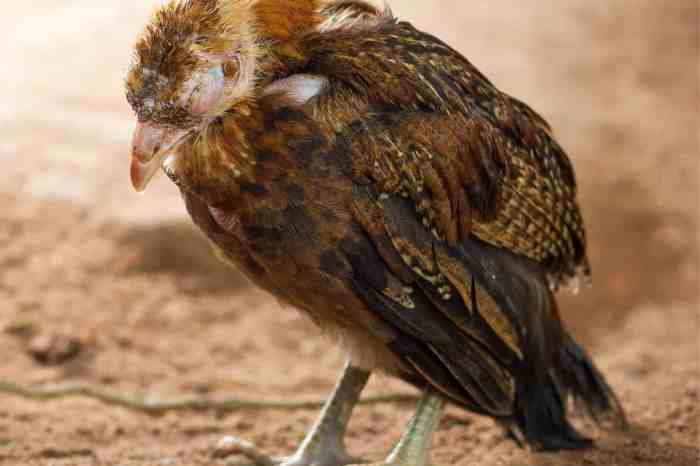 Ayam Sakit di Kebasen, Banyumas