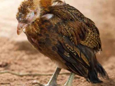 Ayam Sakit di Kebasen, Banyumas