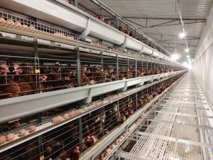 Cara Ternak Ayam Petelur di Kemiri, Purworejo yang Sukses