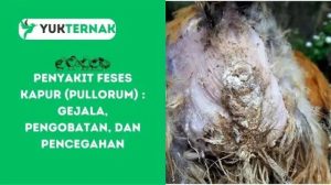 Penyakit Snot Ayam di Gumelar, Banyumas yang Mengkhawatirkan