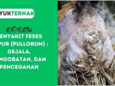 Penyakit Snot Ayam di Gumelar, Banyumas