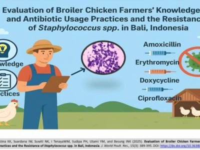 Ayam Broiler Sakit di Puring, Kebumen