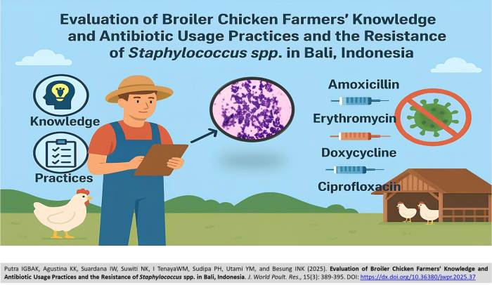Ayam Broiler Sakit di Puring, Kebumen