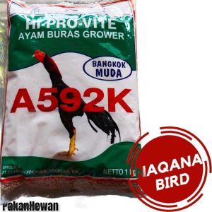 Pakan Ayam Bangkok di Kemiri, Purworejo yang Berkualitas