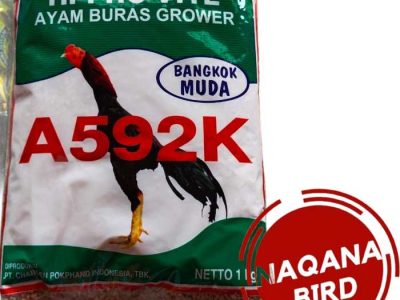 Pakan Ayam Bangkok di Kemiri, Purworejo