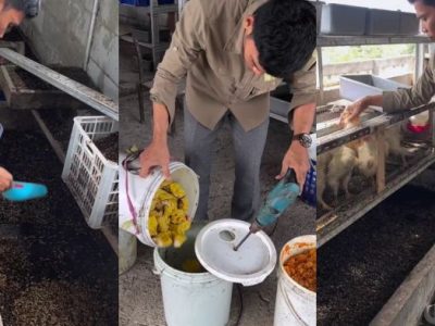 Ayam Berak Hijau di Sokaraja, Banyumas