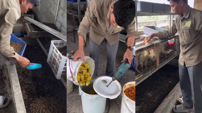 Ayam Berak Hijau di Sokaraja, Banyumas