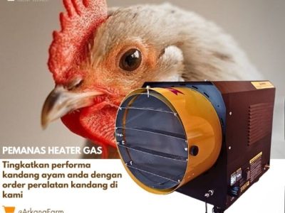 Pemanas DOC Ayam di Bayan, Purworejo