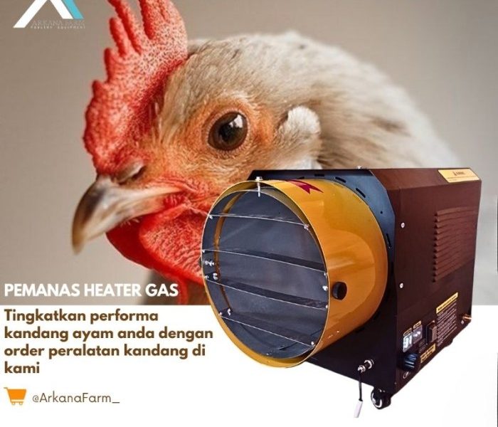 Pemanas DOC Ayam di Bayan, Purworejo