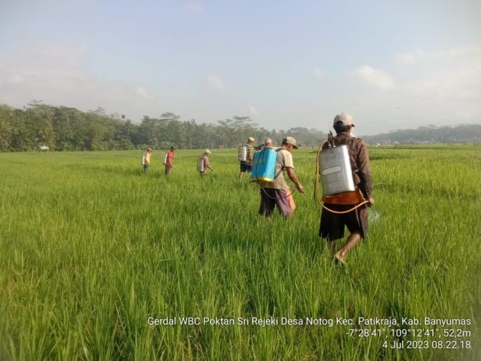 Ayam Sesak Nafas di Wangon, Banyumas