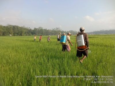 Ayam Sesak Nafas di Wangon, Banyumas