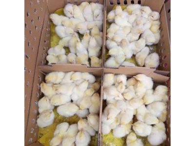 Pemanas DOC Ayam di Somagede, Banyumas