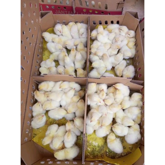 Pemanas DOC Ayam di Somagede, Banyumas