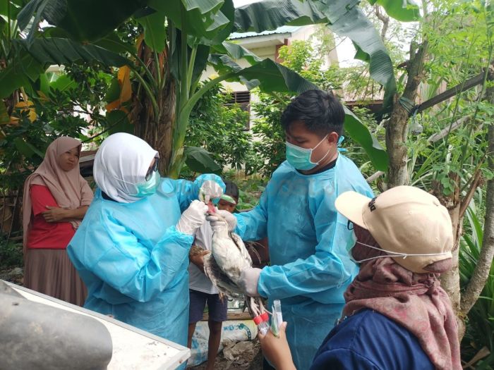 Penyakit Tetelo di Kebasen, Banyumas
