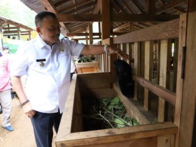 Kandang Closed House di Kaligesing, Purworejo